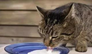 猫咪能喝蒙牛酸奶吗